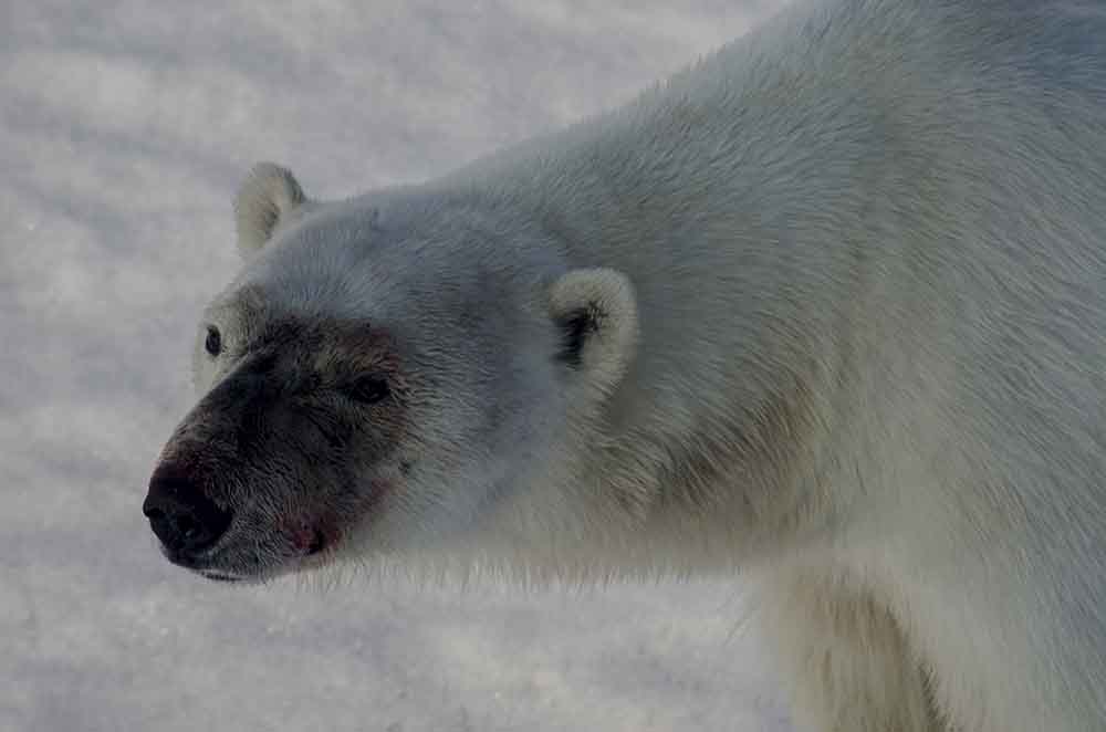 15 - Oso Polar - islas Svalbard - Noruega